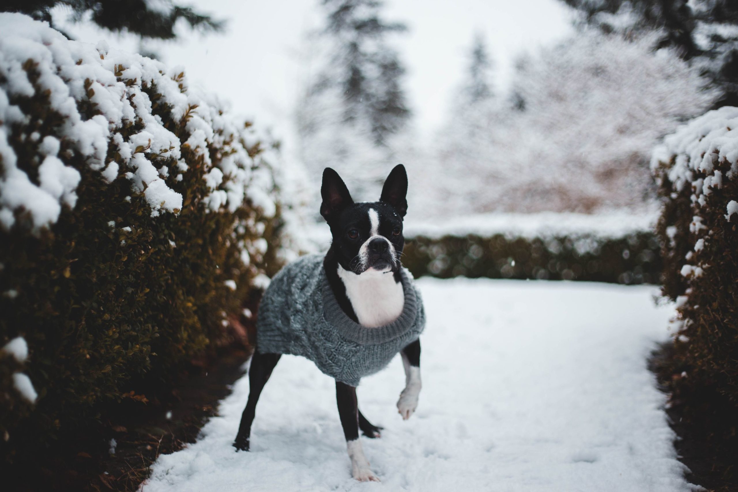 erik-mclean-0oPxs0YFdww-unsplash (1) erik-mclean-0oPxs0YFdww-unsplash (1)