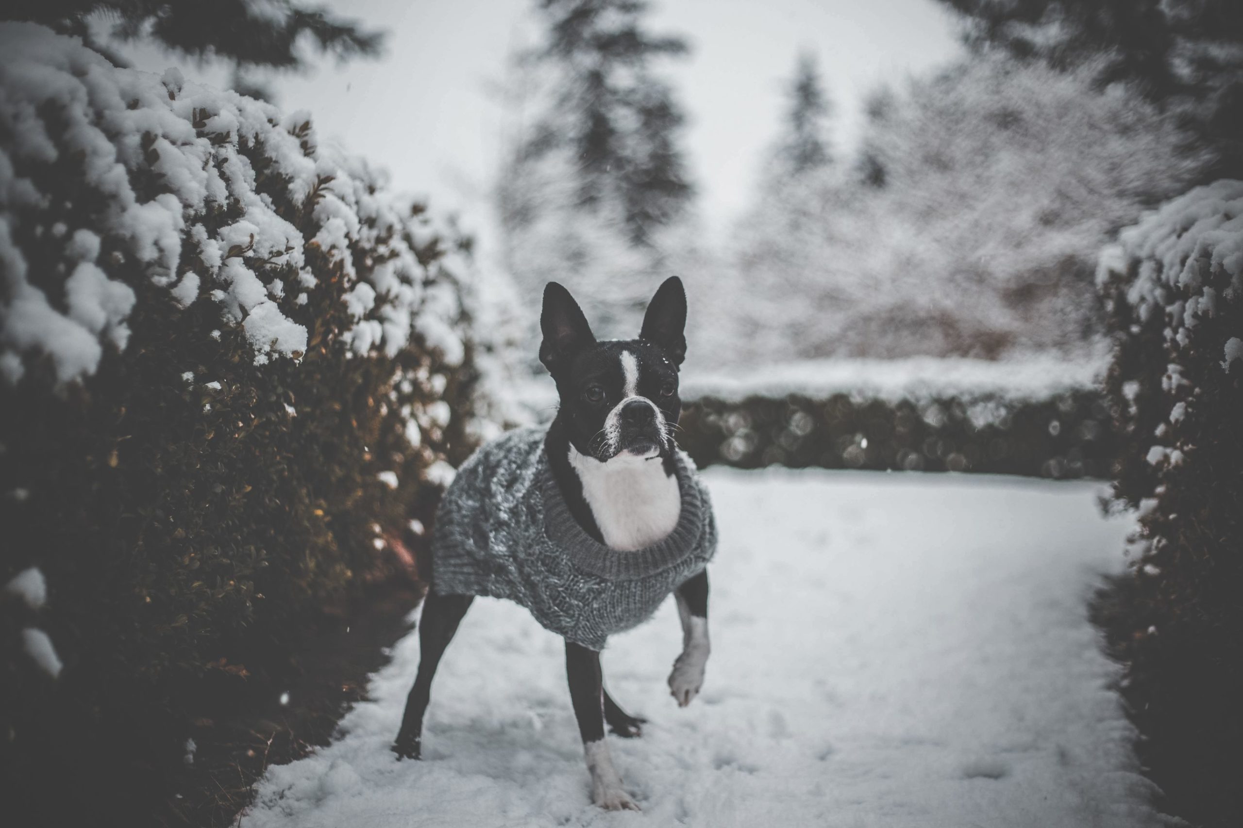 erik-mclean-0oPxs0YFdww-unsplash erik-mclean-0oPxs0YFdww-unsplash